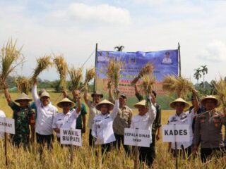 LUAR BIASA, Panen Padi Gedung Agung Hasilkan 9,8 Ton Gabah Kering, Widia: Ditingkatkan Lagi Produksinya